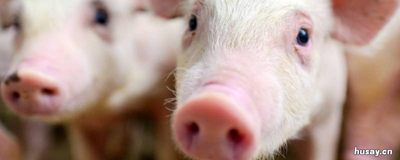 非洲猪瘟的症状及治疗方法有哪些 非洲猪瘟的症状及治疗方法有那些