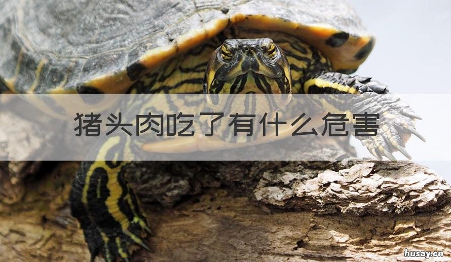 猪头肉吃了有什么危害 猪头肉吃了有什么危害吗