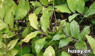 玉竹和黄精的区别 玉竹和黄精的区别有哪些?简单几点轻松分辩玉竹和黄精!