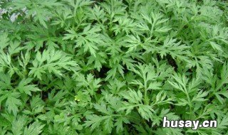 野艾草和家艾草的区别 野艾草和家艾草的区别在哪