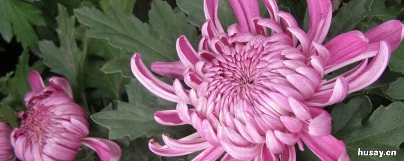 花中之隐匿者是指 花之隐匿者的之是什么意思