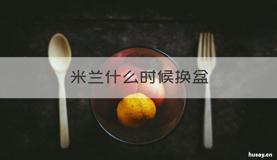 米兰什么时候换盆 米兰什么时候换盆比较好视频