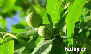 核桃怎么种 核桃怎么种植才发芽几年结果