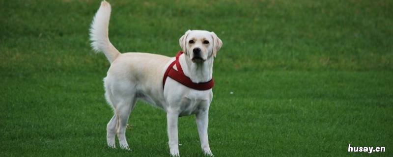 搜救犬品种 消防搜救犬品种