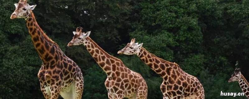 为什么长颈鹿的颈这么长 为什么长颈鹿脖子那么长