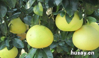 沙田柚是哪里的特产 沙田柚是哪里的最有名