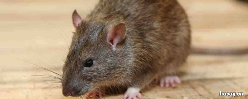 怎么消灭家里的老鼠? 如何彻底消灭家里的老鼠