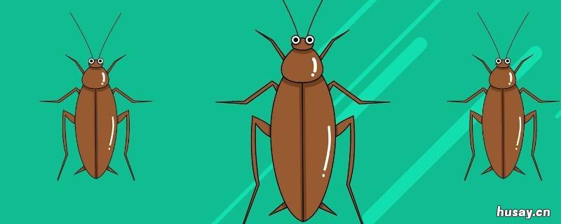 家里有猫咪怎么灭蟑螂 家里有猫如何灭蟑螂