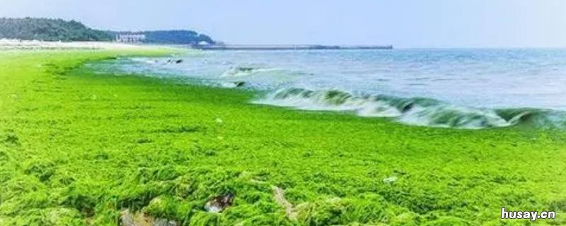 什么是绿潮 绿潮主要发生在哪里