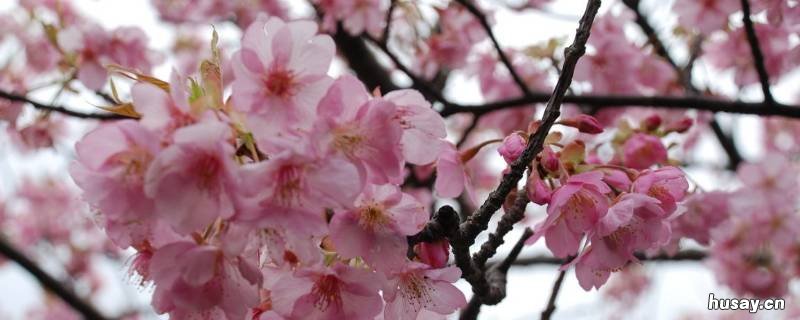 樱花的寓意 樱花的寓意及象征