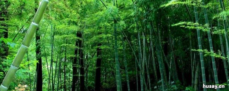 竹子特点与象征意义 竹子的象征意义是什么