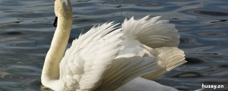 天鹅会游泳吗会飞吗 天鹅会游泳也会飞吗