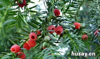 红豆杉公母哪个好 红豆杉公的好看还是母的好看