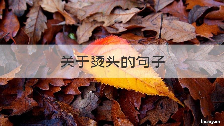 关于烫头的句子 关于烫头的句子说说