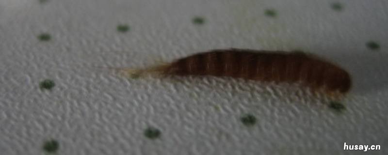 消灭衣鱼虫的经验 怎么灭衣鱼虫