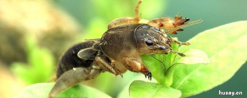 蝲蝲蛄是害虫吗 蝲蝲蛄是害虫么