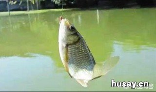 冬天钓鲫鱼用几号秋田狐 秋冬季鲫鱼怎么钓