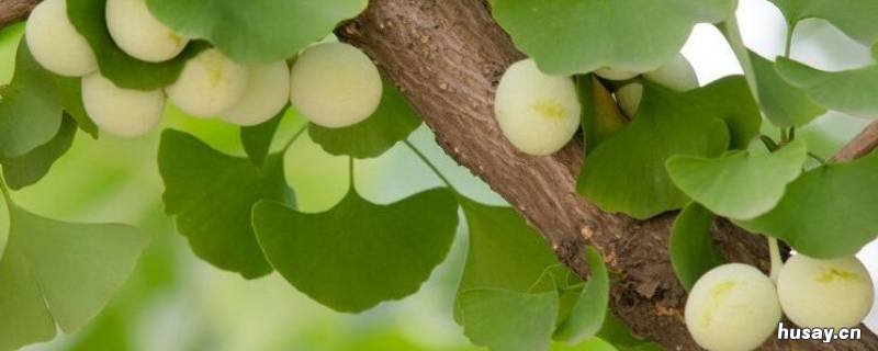 公园里的银杏果可以吃吗 公园里的银杏树结的果子能吃吗