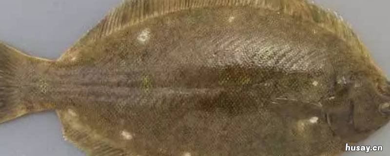 鲽鱼是什么鱼 鲽鱼是什么鱼?