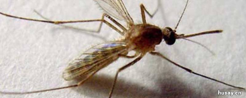 蚊子冬天是死了还是冬眠 蚊子冬眠吗冬天冬眠吗