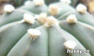 星兜的养殖方法 星兜的养殖方法和寓意