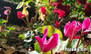 仙客来能开多长时间 仙客来可以长几年