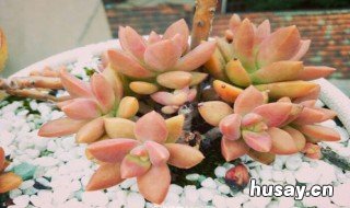 铭月的功效与作用