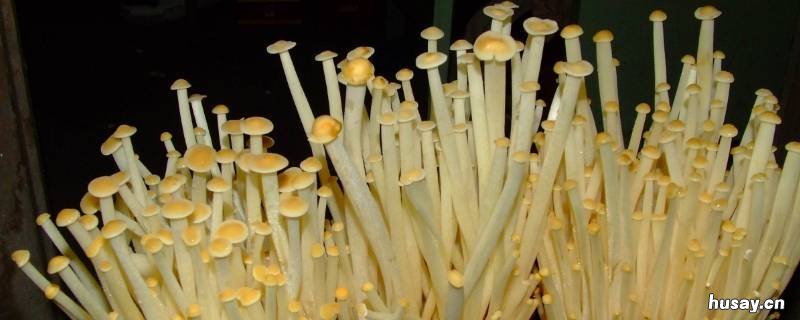怎样识别金针菇有没泡药水 金针菇是用药水泡的吗