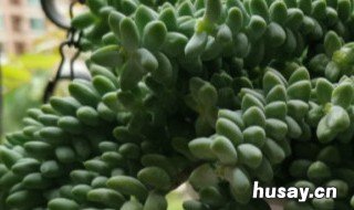 春萌多肉植物怎么浇水 初春多肉怎么浇水