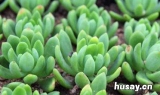 春萌多肉怎么养 多肉春萌长什么样