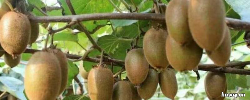 翠香猕猴桃是哪里产的 翠香猕猴桃适合在哪个地区种