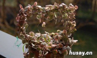 爱之蔓送人有什么禁忌