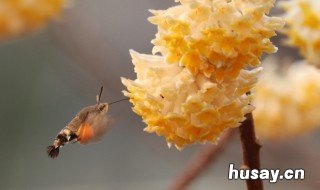 结香的花语 结香的花语英文