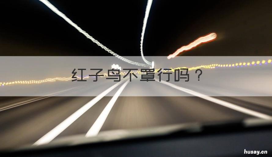 红子鸟不罩行吗 红子鸟需要全天罩着吗