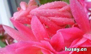 水芙蓉的繁殖方法 水芙蓉怎么种