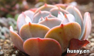 红粉台阁有毒吗 蓝粉台阁和红粉台阁哪个贵