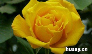 黄玫瑰的含义 黄玫瑰什么含义
