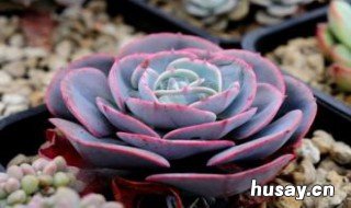 红粉台阁长虫怎么办