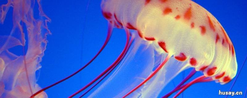 腔肠动物有专门的消化器官吗 腔肠动物具有完整的消化管吗