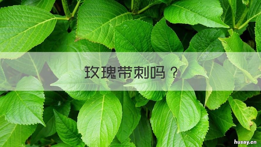 玫瑰带刺吗 玫瑰带刺还是不带刺