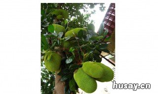 菠萝蜜种植技术与管理 菠萝蜜种植技术与管理视频教程