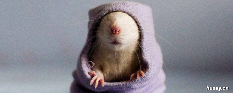 家里有老鼠怎么处理 家里有老鼠怎么办怎样处理最好