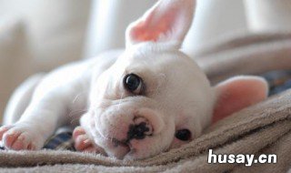 梦见白色的狗预示着什么 梦见白色的小狗是什么意思?