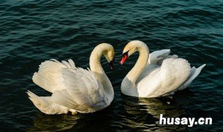 梦见鹅毛是什么意思 梦见鹅啥意思