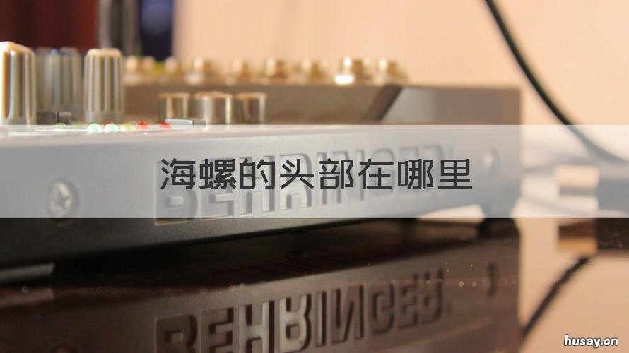 海螺的头部在哪里 海螺的脑子在哪