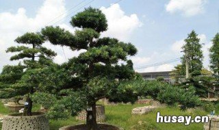 罗汉松的花语和寓意 罗汉松的花语是什么象征