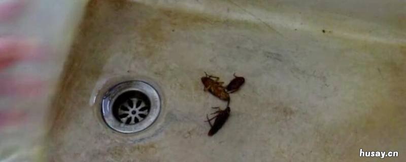 如何消灭厨房里的蟑螂 怎样消灭厨房里的蟑螂