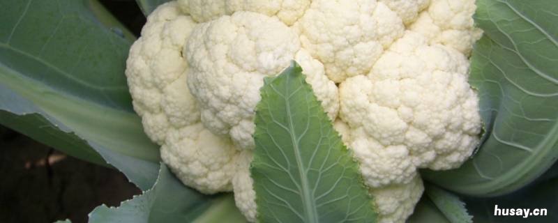 白色的西兰花叫什么 白西兰花叫啥