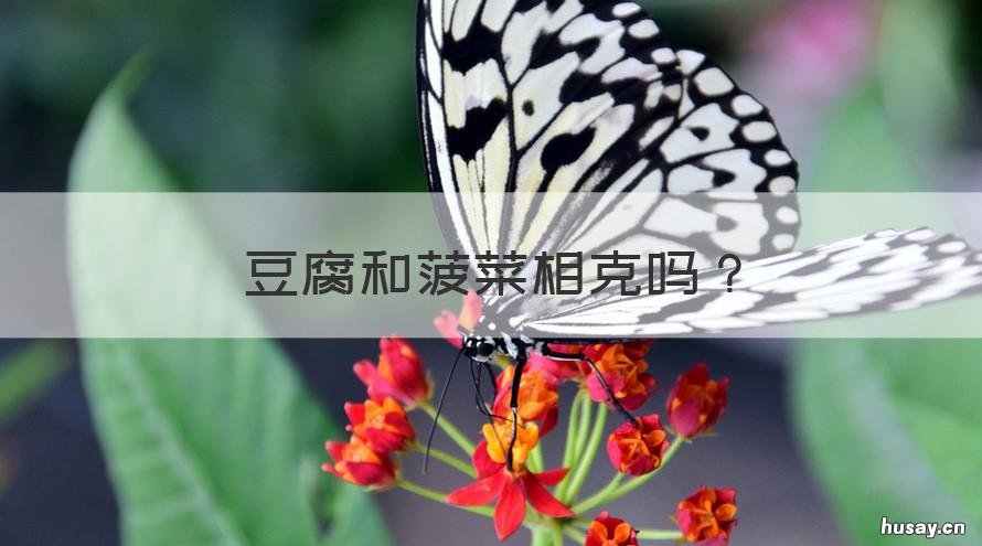 豆腐和菠菜相克吗 豆腐和菠菜相克吗?
