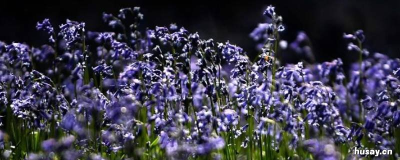 蓝铃花耐寒多少度 金铃花耐寒吗